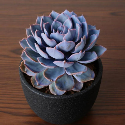 Echeveria runyonii Rose ex Walther (4 inch)