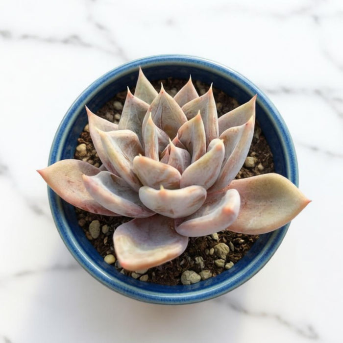 Echeveria 'Silver Queen'