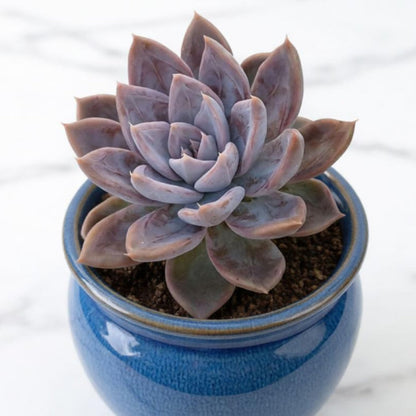 Echeveria 'Silver Queen'