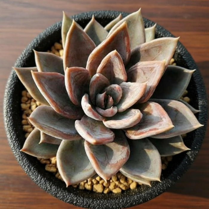 Echeveria 'Silver Queen'