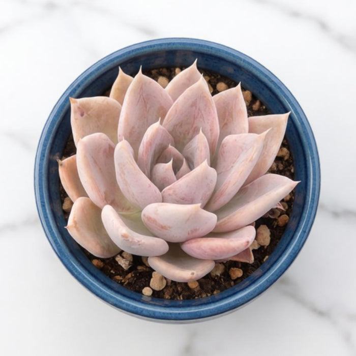 Echeveria 'Silver Queen'