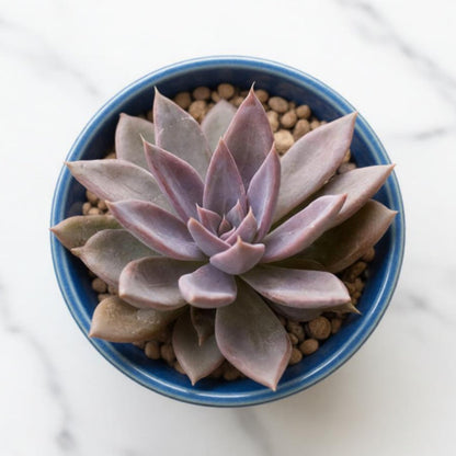 Echeveria 'Silver Queen'