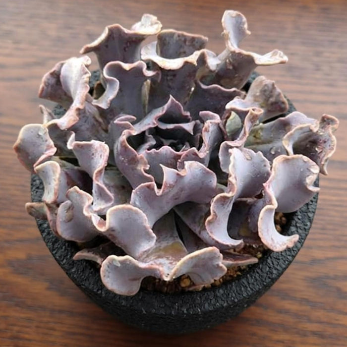 Echeveria 'Swan Lake' (6 inch)(Limited)
