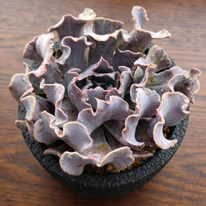 Echeveria 'Swan Lake' (6 inch)(Limited)