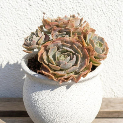 Echeveria 'Swan Lake' (6 inch)(Limited)