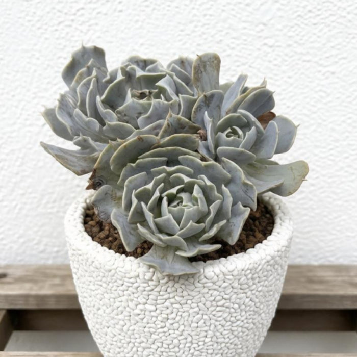 Echeveria 'Swan Lake' (6 inch)(Limited)