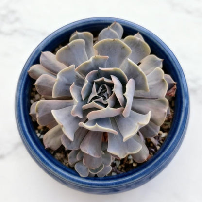 Echeveria 'Swan Lake' (6 inch)(Limited)
