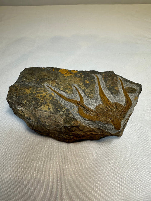 Fossil in stone