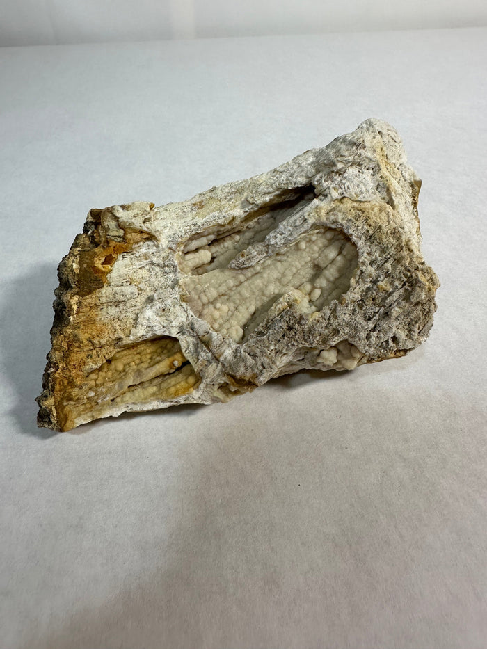 Fossil