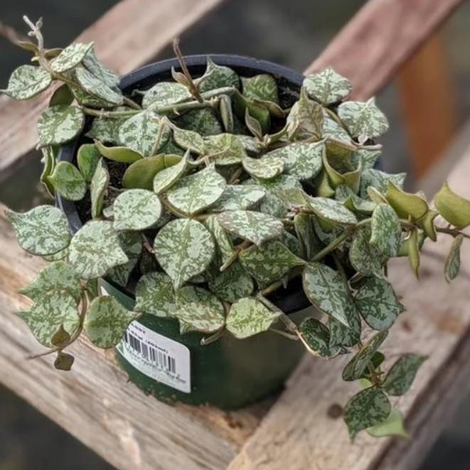 hoya cutisii with variegated green pointed leaves