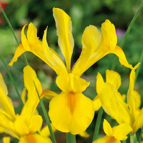 Iris Hollandica 'Crown Jewel'
