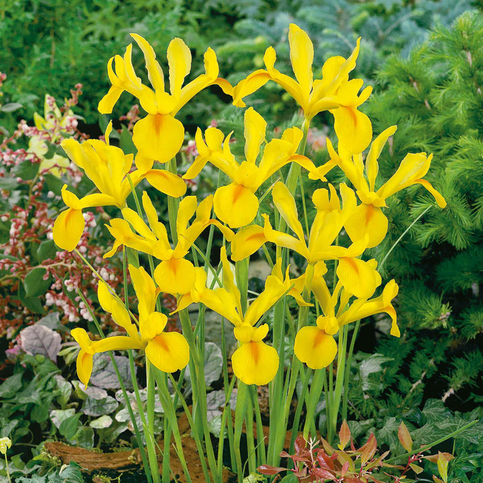 Iris Hollandica 'Crown Jewel'