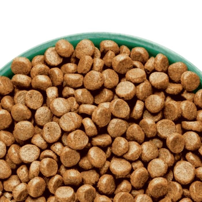 White background with a green bowl pictured filled with cat food kibbles.