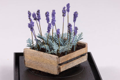 Lavender Flowers in a Crate by Paula Gilhooley