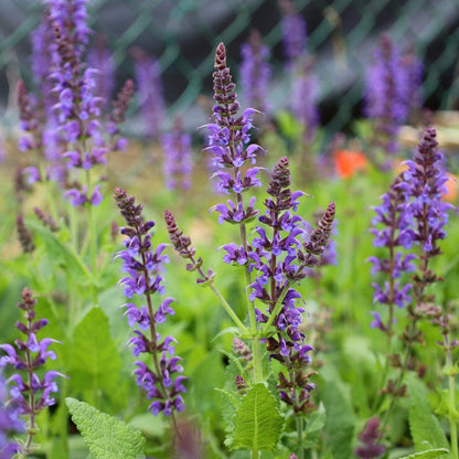 May Night Salvia with dark purple flower spikes blooming in a sunny pollinator garden