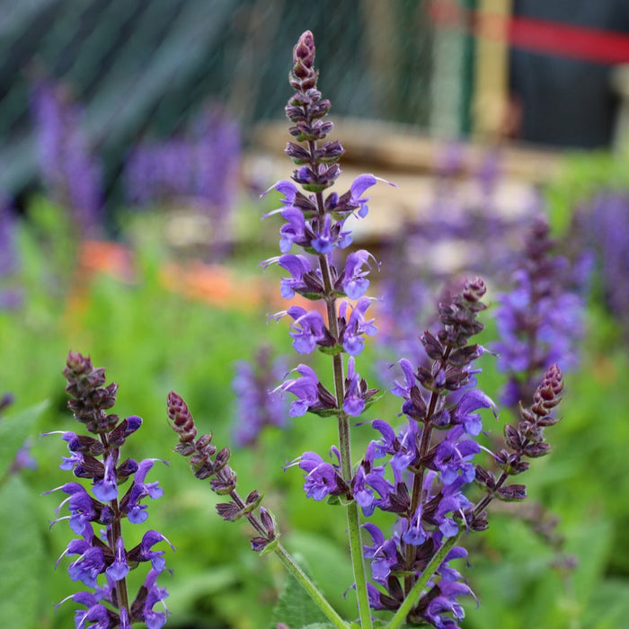 Salvia nemorosa May Night blooming with deep violet-purple flower spikes in a sunny border