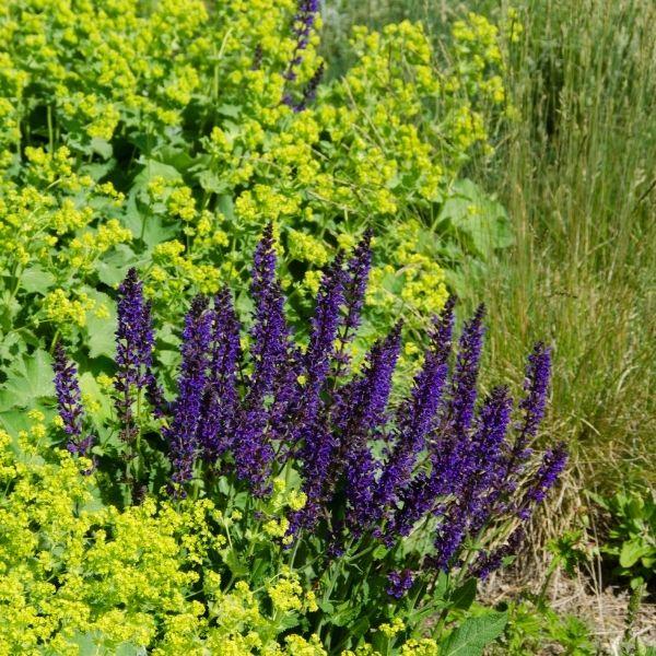 Drought tolerant dark purple salvia blooming with catmint, roses, and coneflowers