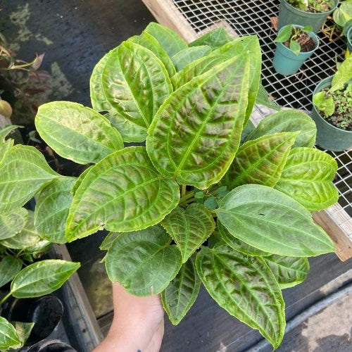 crinkled foliage on Monolena Primuliflora Plants
