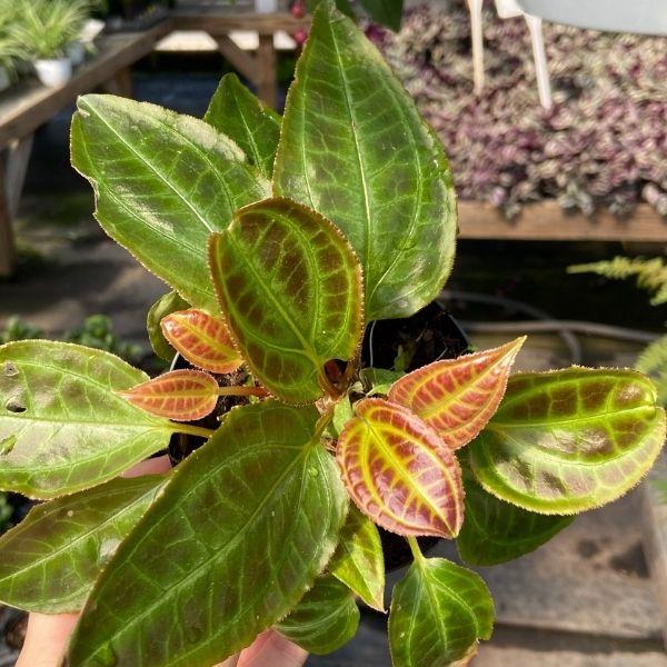 Monolena Primuliflora ant plant has red and green foliage