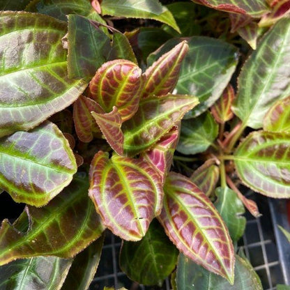 close look at Monolena Primuliflora ant plant veined foliage