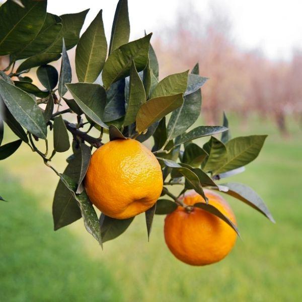 page mandarin tree with oranges and green foliage on a blurred grass background