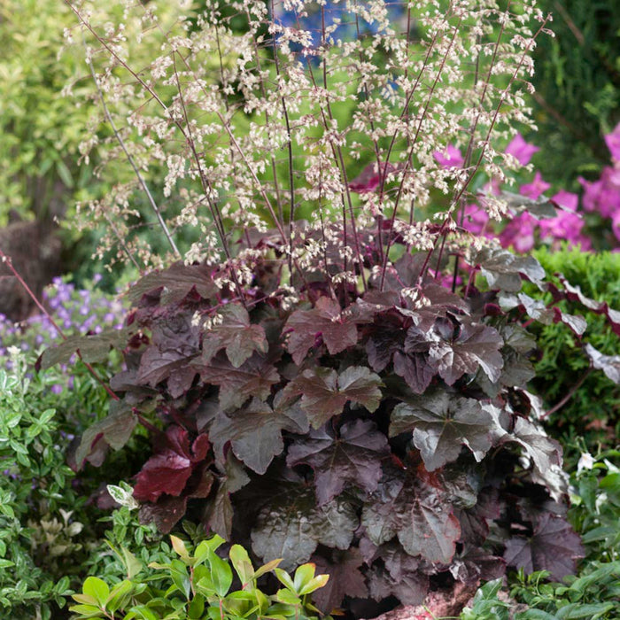 Heuchera micrantha Palace Purple blooming with cream flowers above purple foliage