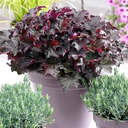 Purple coral bells Palace Purple growing in a mixed container with shade perennials