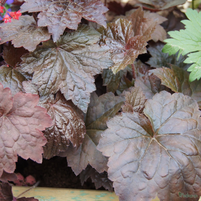 Palace Purple Heuchera with shiny purple bronze foliage in a shaded garden bed