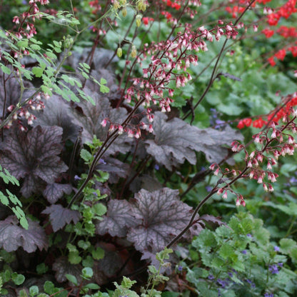 Deer resistant Palace Purple Heuchera used as edging along a shaded pathway