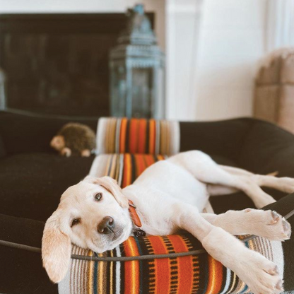 PENDLETON-DOG-BED-ACADIA-NATIONAL-PARK
