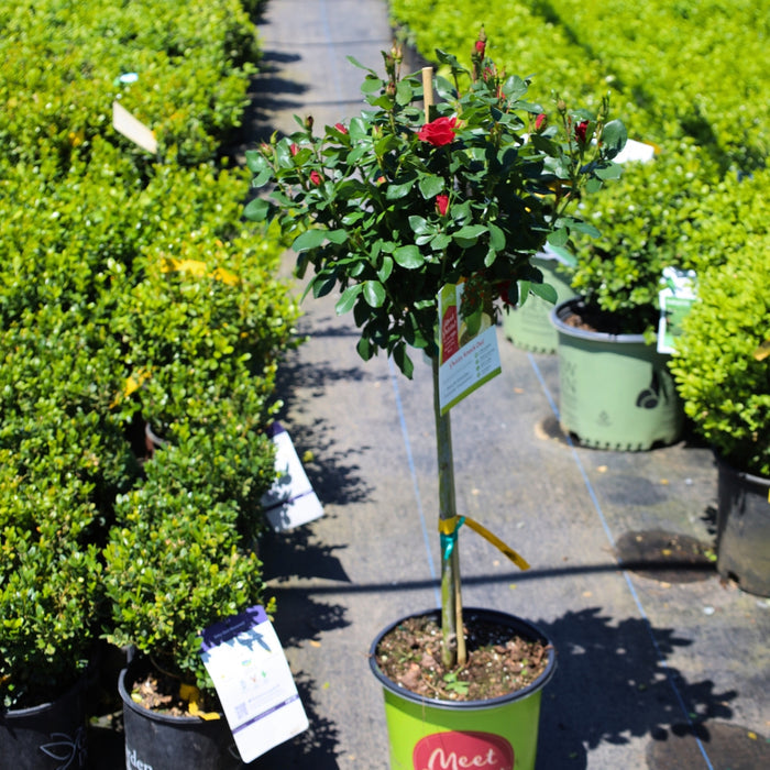 petite knockout rose tree in bloom surrounded my boxwoods