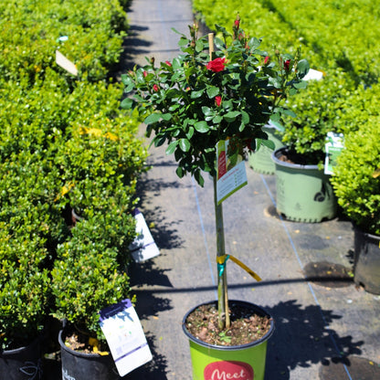 petite knockout rose tree in bloom surrounded my boxwoods