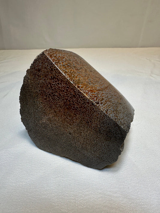 Polished Dinosaur Bone