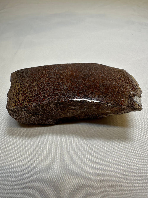 Polished Dinosaur Bone