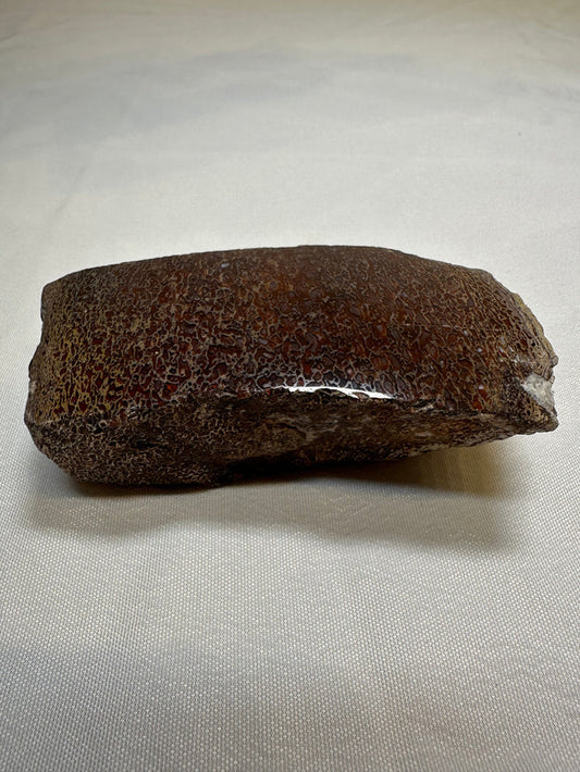 Polished Dinosaur Bone
