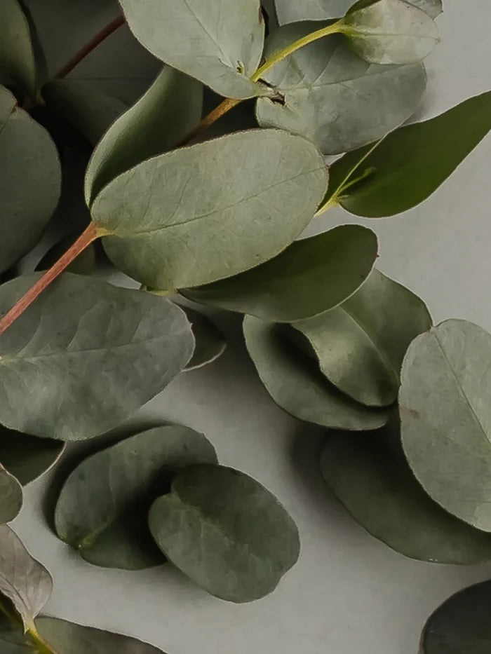 Pura Fragrance Refill Archipelago - Eucalyptus