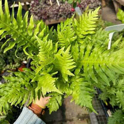 Silver Lady Dwarf Fern with vibrant green foliage