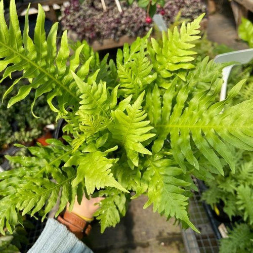 Silver Lady Dwarf Fern with vibrant green foliage