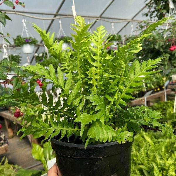 Silver Lady Dwarf Fern houseplant bright green vertical leaves