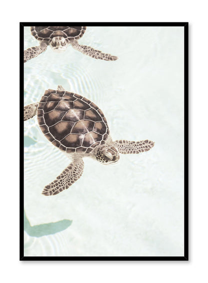 Sunbathing Turtles, Poster