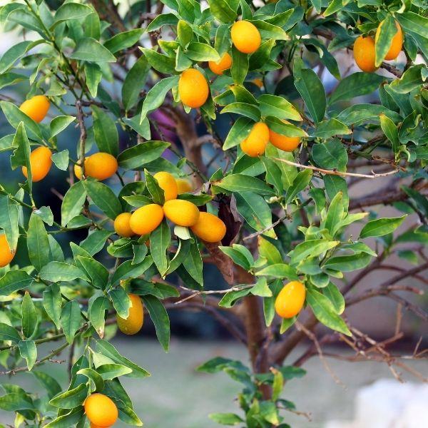 green leafy sweet kumquat tree with orange citrus fruits