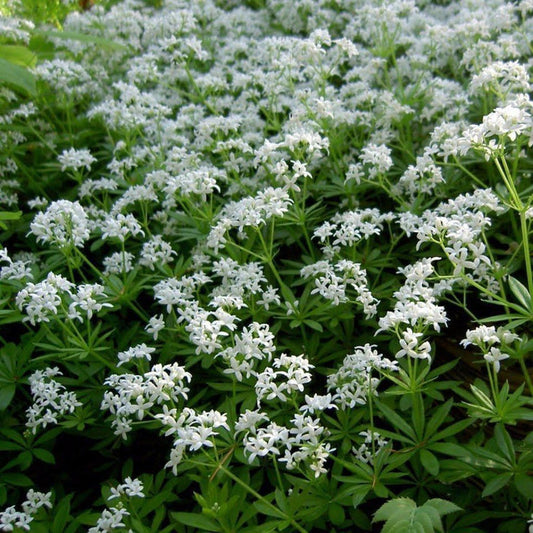 Sweet Woodruff groundcover with bright green whorled foliage and small white spring flowers growing in a shaded woodland garden