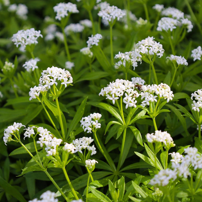 Close-up of Sweet Woodruff white star-shaped flowers above green whorled leaves