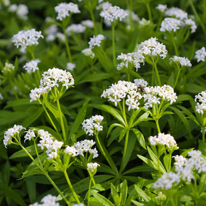 Close-up of Sweet Woodruff white star-shaped flowers above green whorled leaves