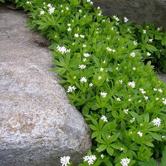 White flowering Sweet Woodruff groundcover growing along a shaded garden path