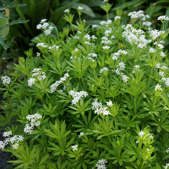Sweet Woodruff planted with hostas and ferns in a woodland garden bed