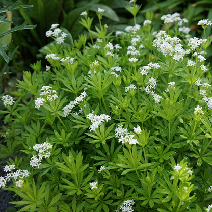 Sweet Woodruff planted with hostas and ferns in a woodland garden bed