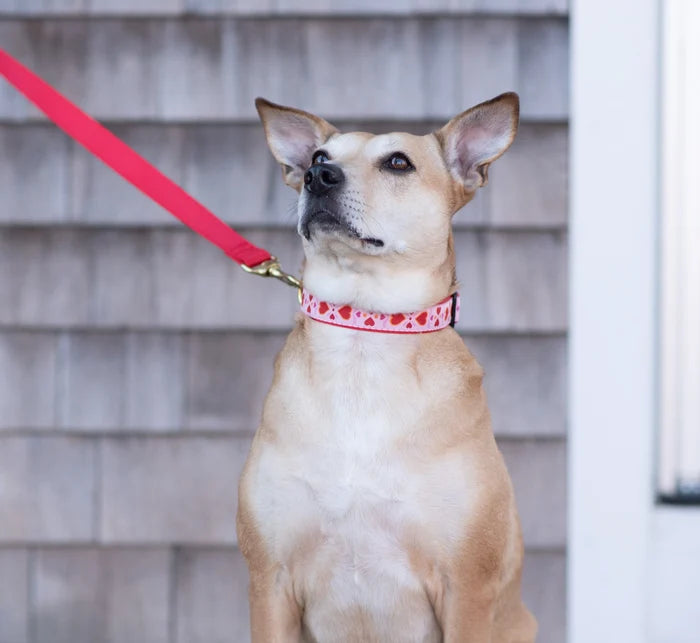 Teacup Collar | Heart to Heart