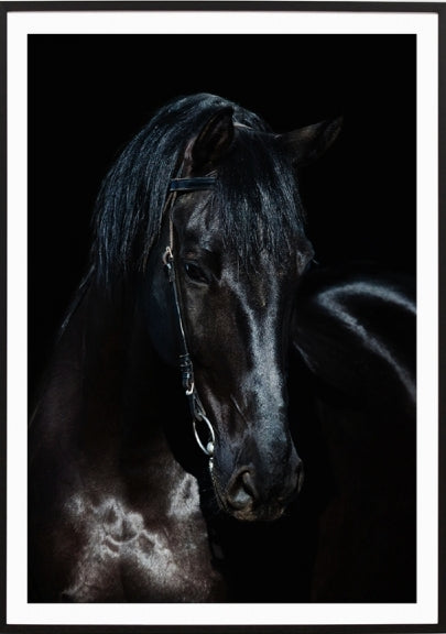 The Black Stallion