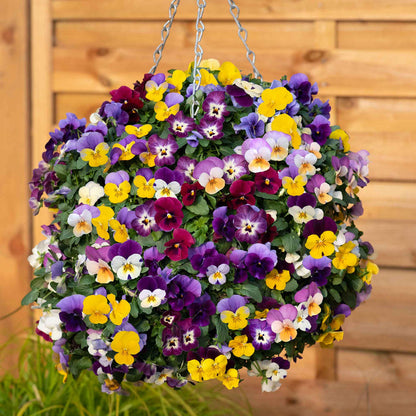 Hanging basket of multi-coloured flowers against a wooden fence background.